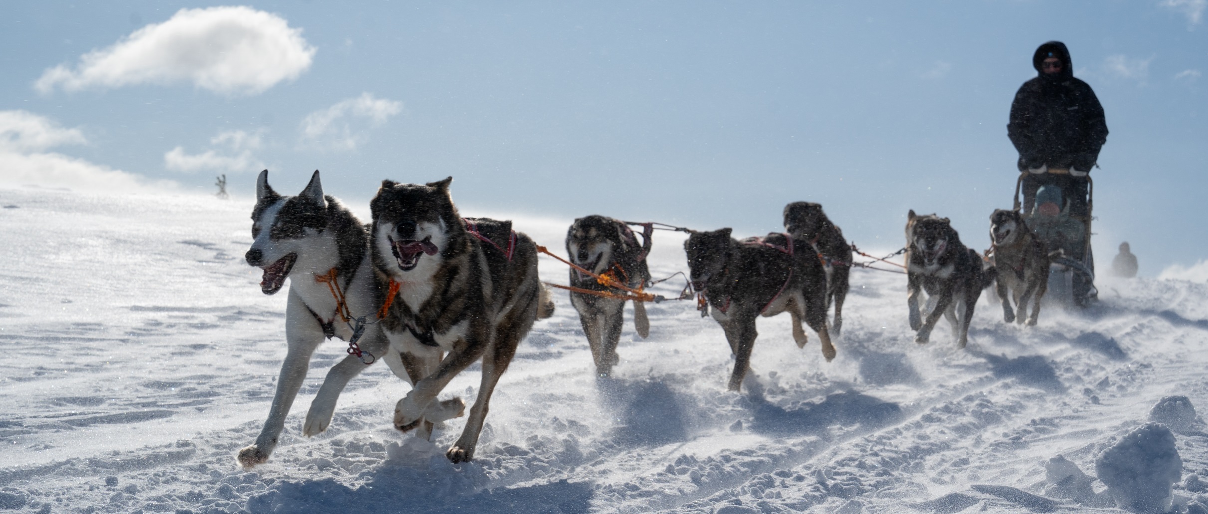 Met sledehonden een tocht maken, zo bijzonder