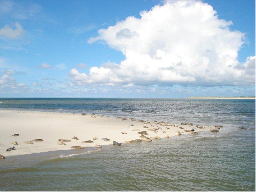 zeehondjes Bedrijfsuitje strand Hoek van Holland